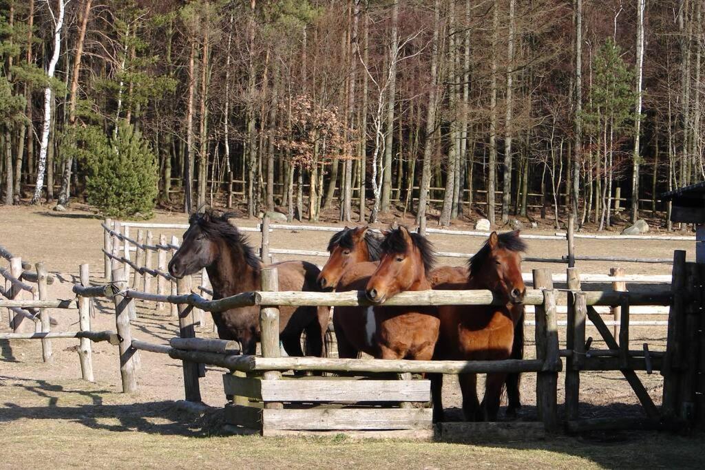 Na Wysokiej Gorce- Agroturystyka Grabowiec  Extérieur photo